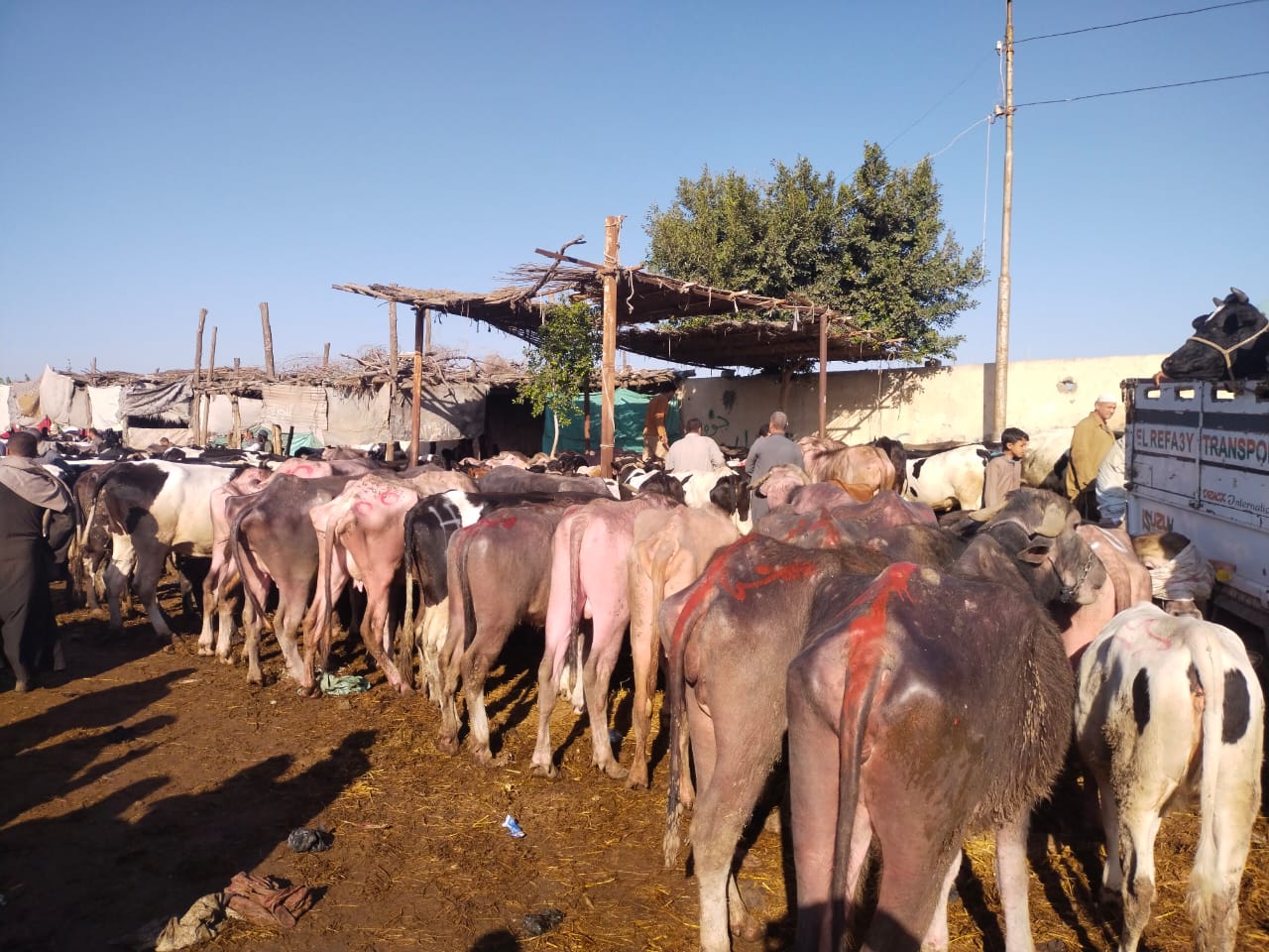 الجاموس_1