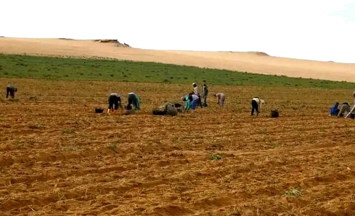 مزارع البطاطس بالوادى الجديد