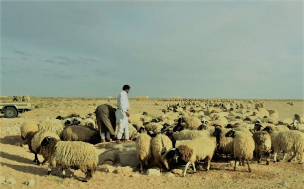جهود الحفاظ واكثار اغنام البرقي - مطروح