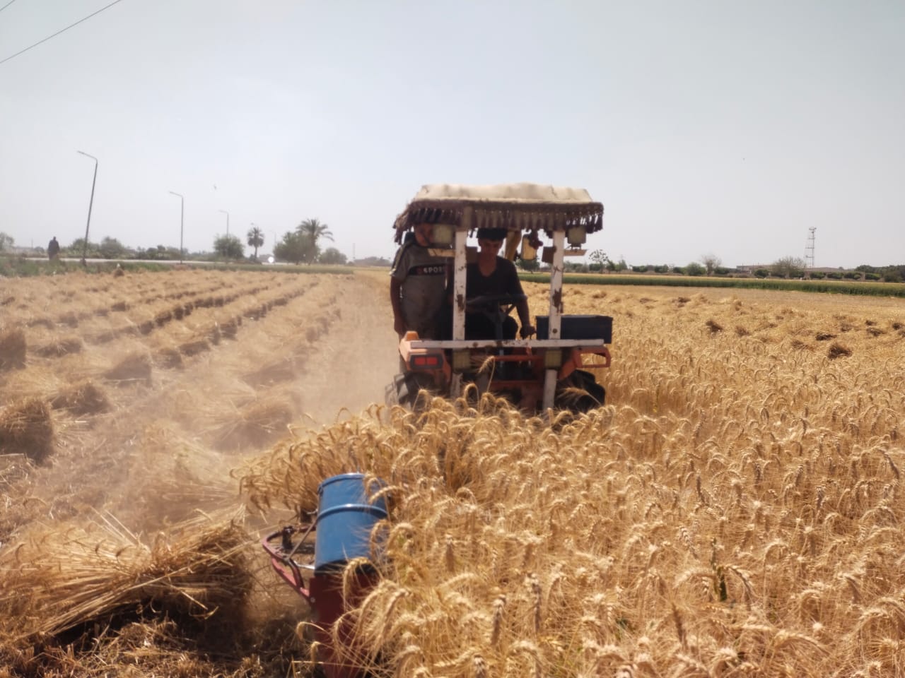 الماكينة اللهلوبة في الحصاد