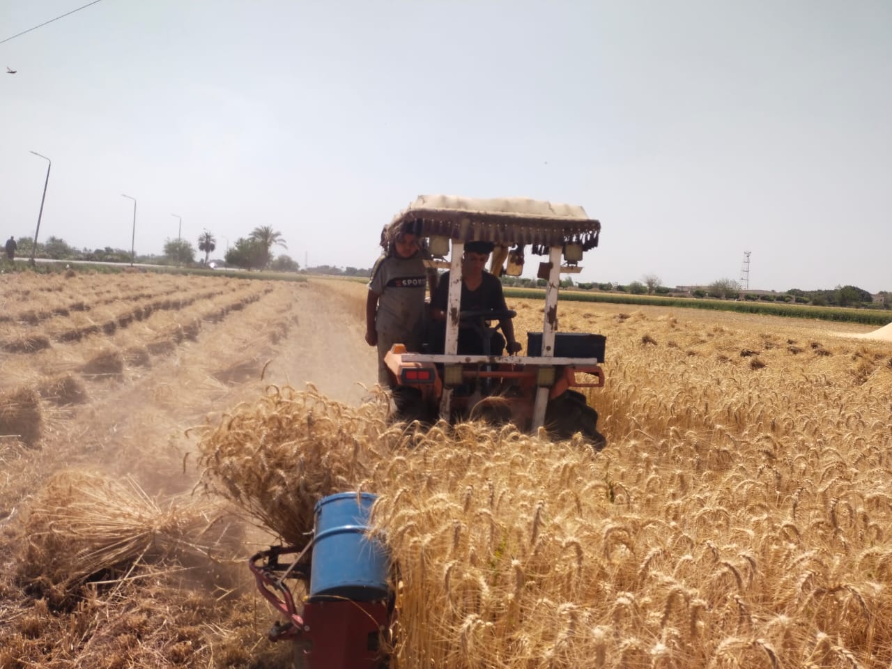الماكينة أثناء الحصاد