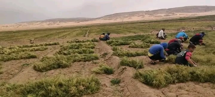 نجاح زراعة الكمون بمواصفات التصدير