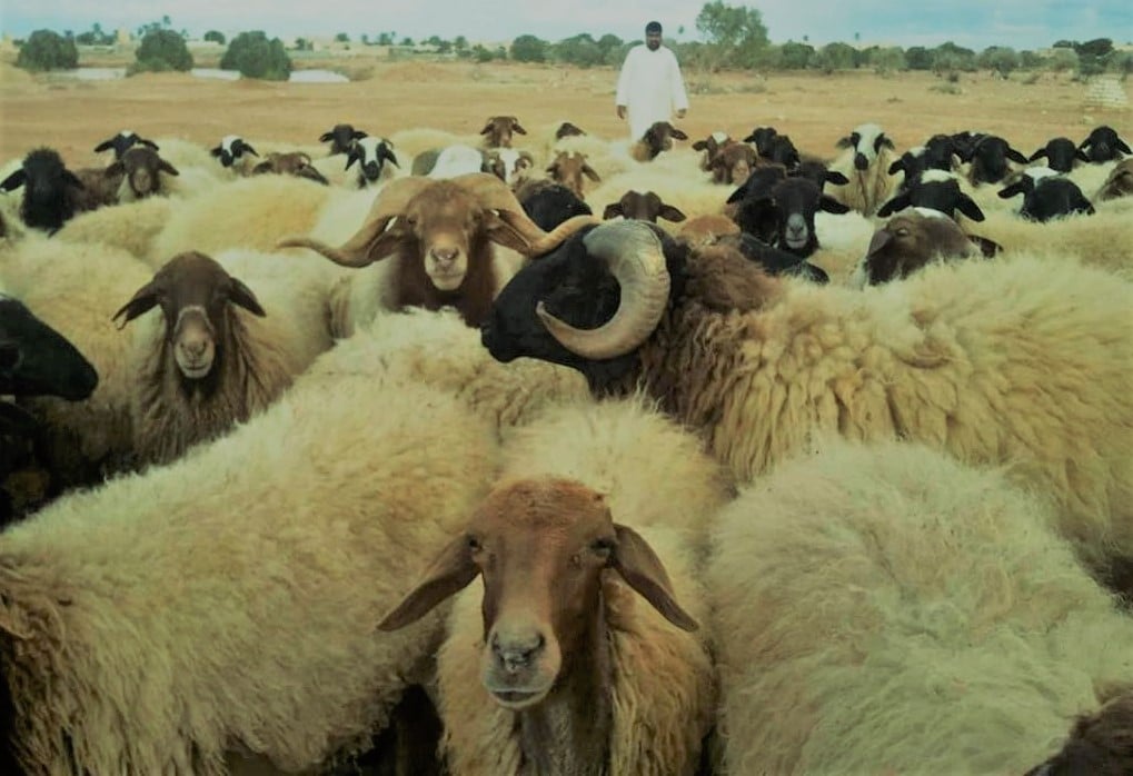 اغنام البرقي تتركز في الصحراء الغربية