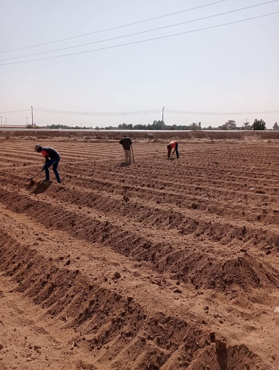 تجهيز الارض لزراعة تقاوي البطاطس