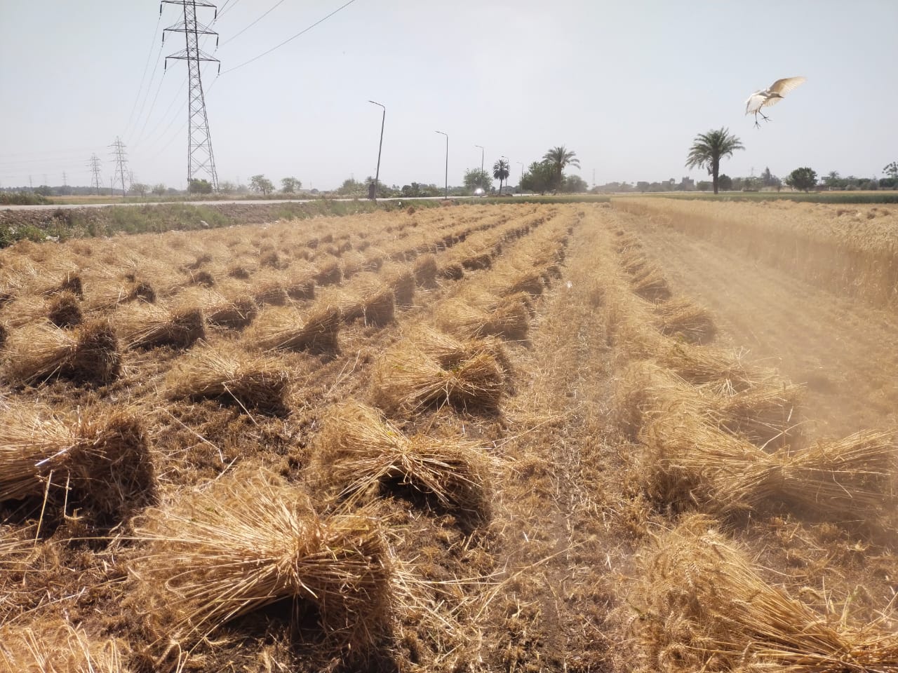 ماتم حصاده