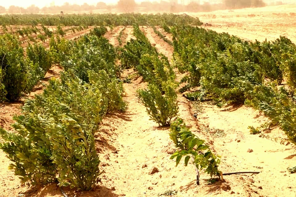 تنوع فى زراعات النباتات الطبية والعطرية بالوادى الجديد