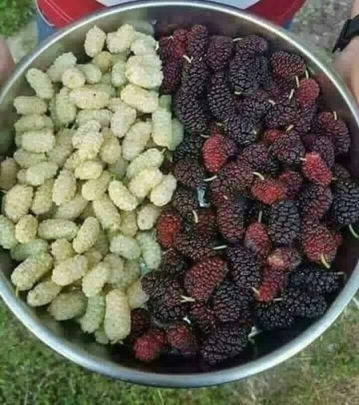 التوت 5