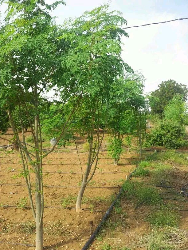 زراعات المورينجا بالوادى الجديد