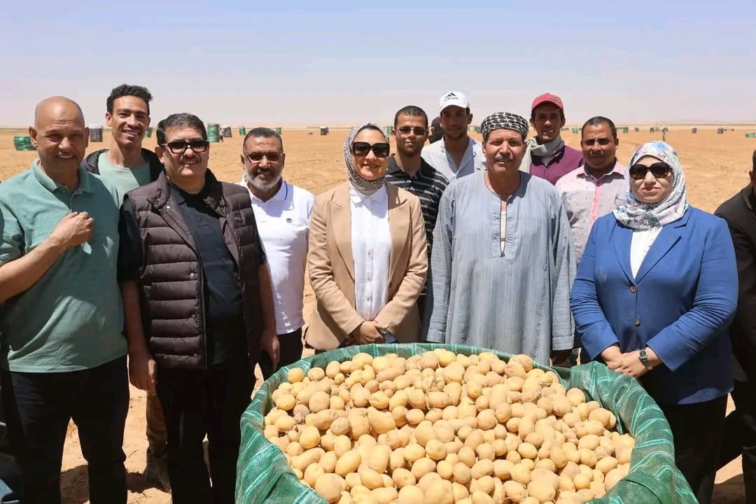 محافظ الوادي الجديد تشهد موسم حصاد البطاطس