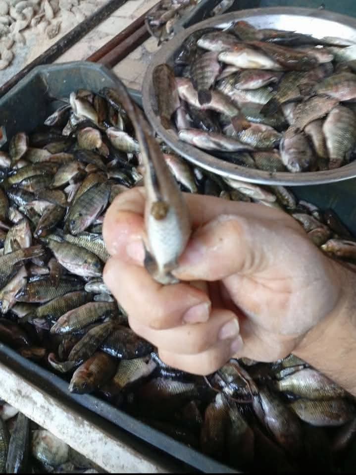 سمك خنينى يبطى بالإسكندرية