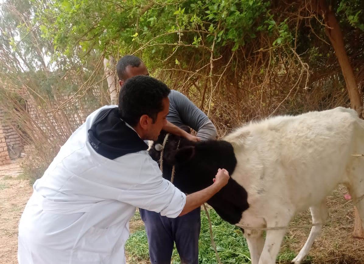 الحملة البيطرية الحملة البيطرية