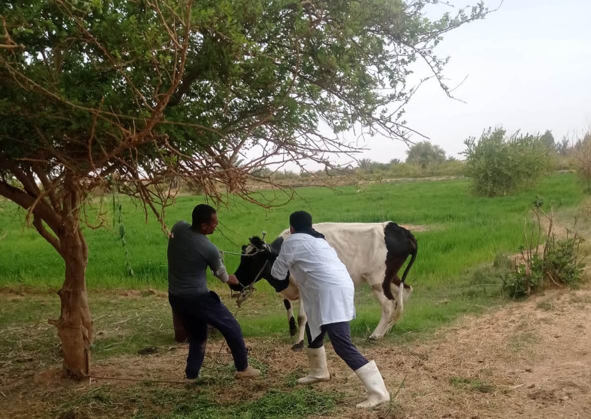تحصين_1 تحصين_1