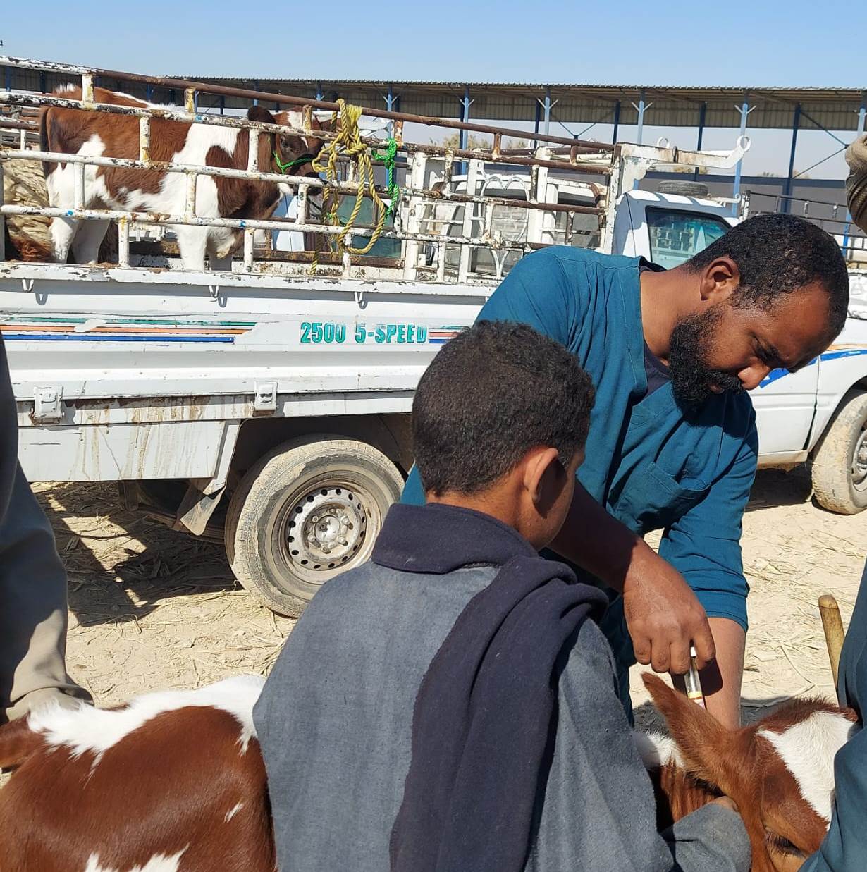 جانب من حقن التحصين ضد أمراض المواشى جانب من حقن التحصين ضد أمراض المواشى