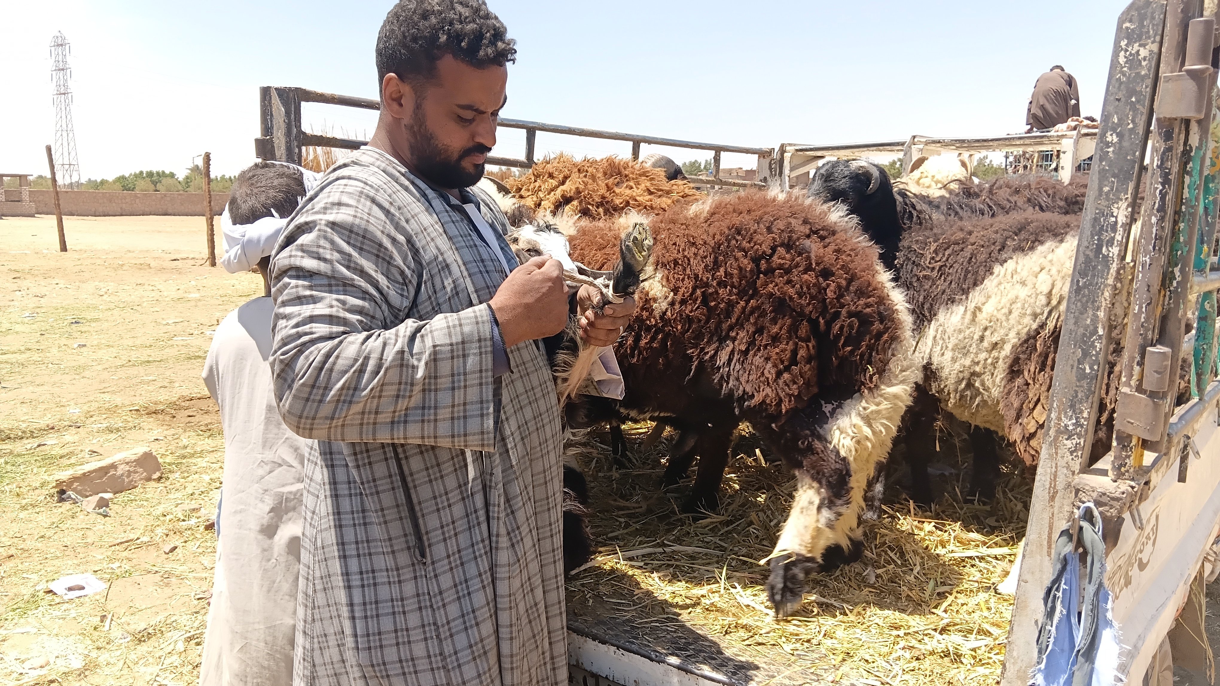 شحن الخراف