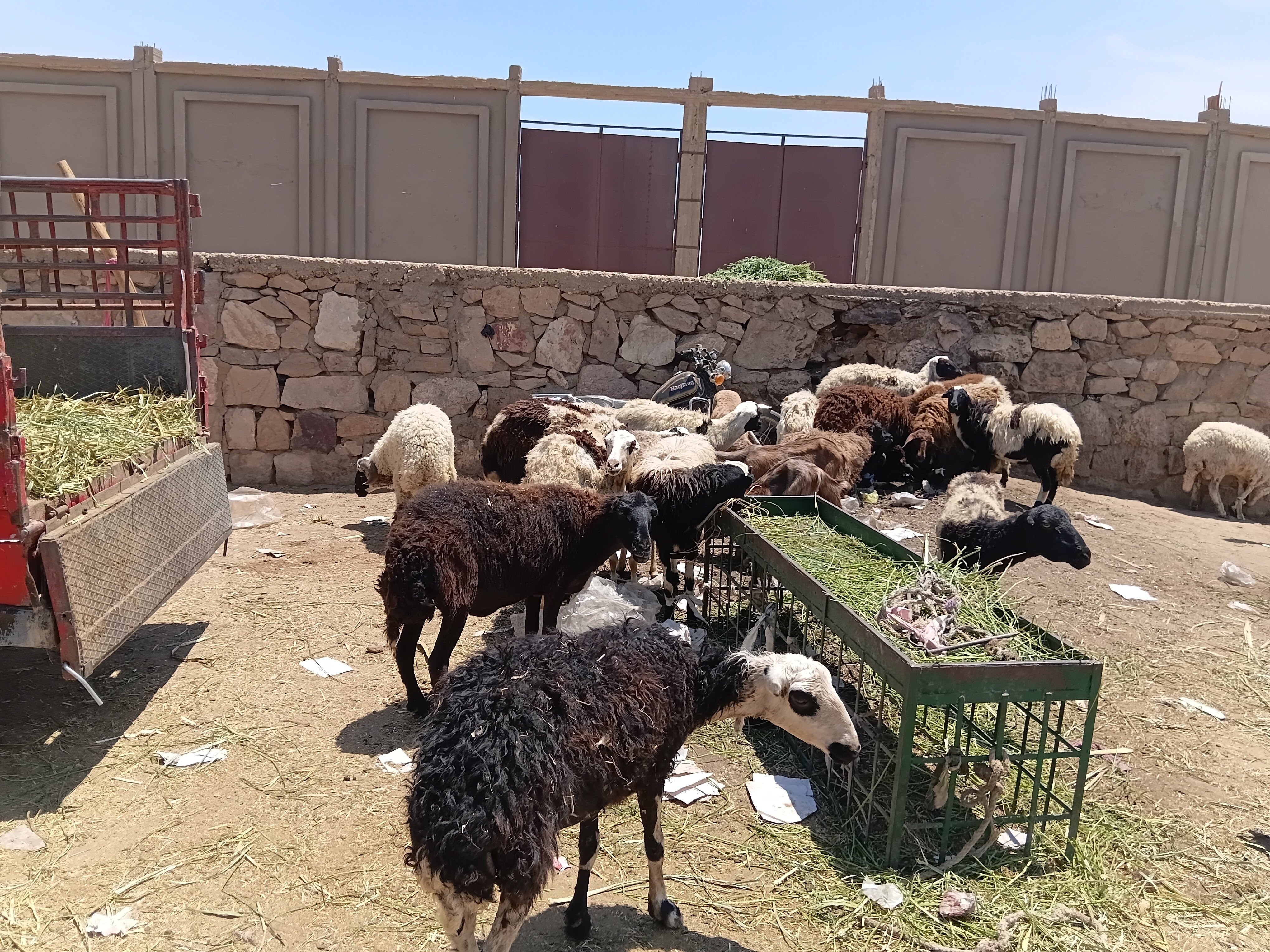 جولة في سوق الأغنام بادفو