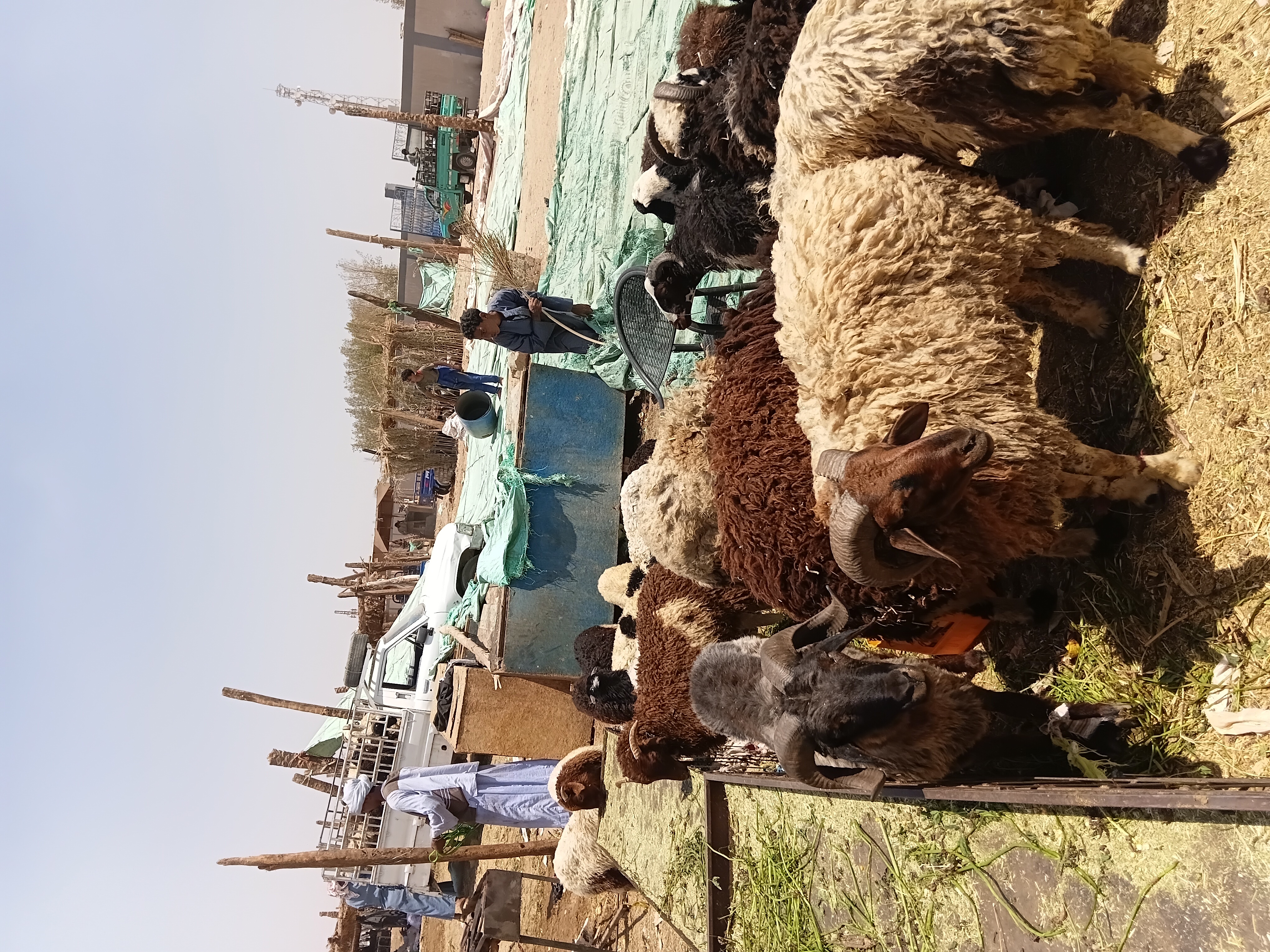 انواع وسلالات