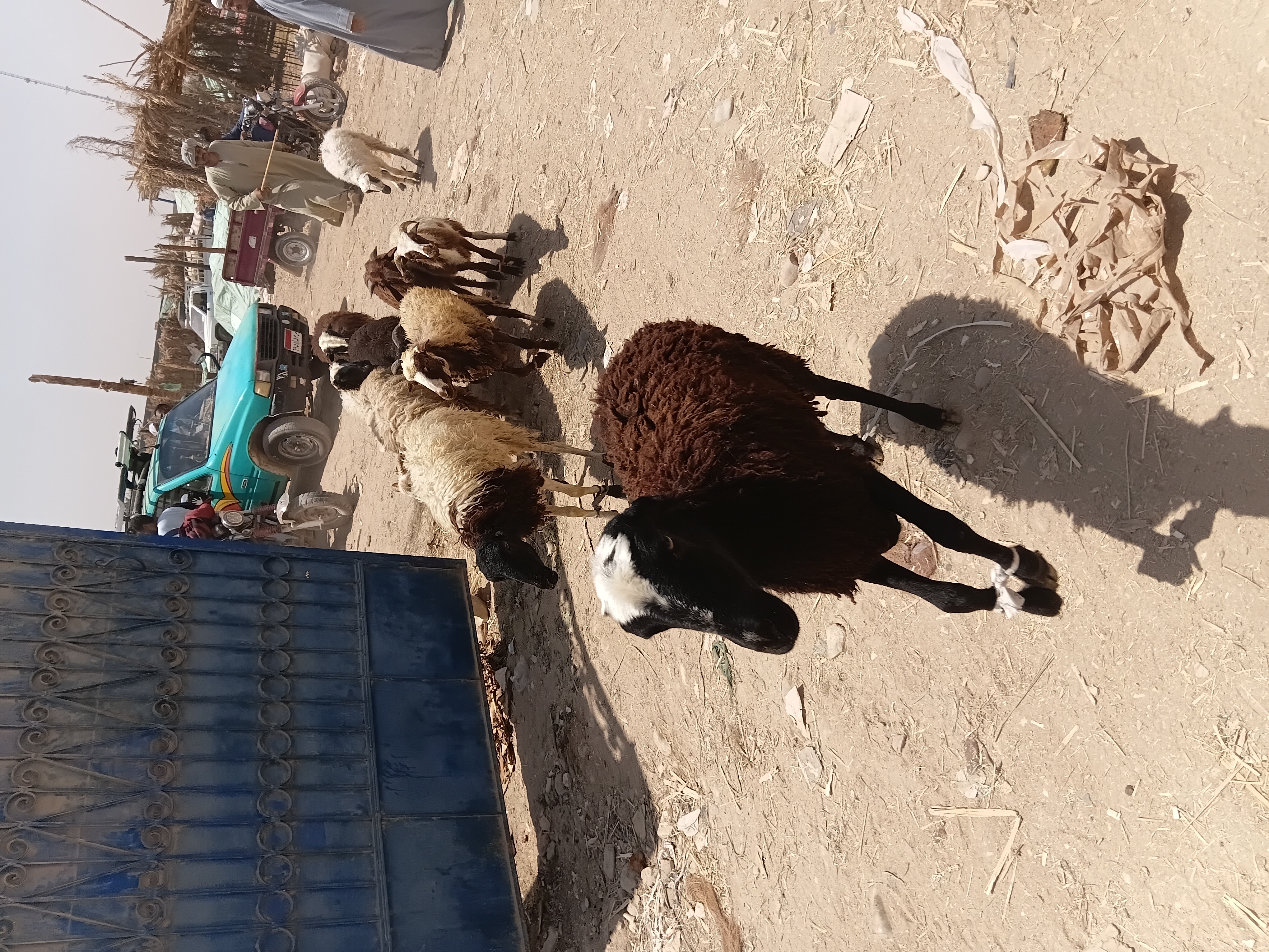 ربط الأغنام
