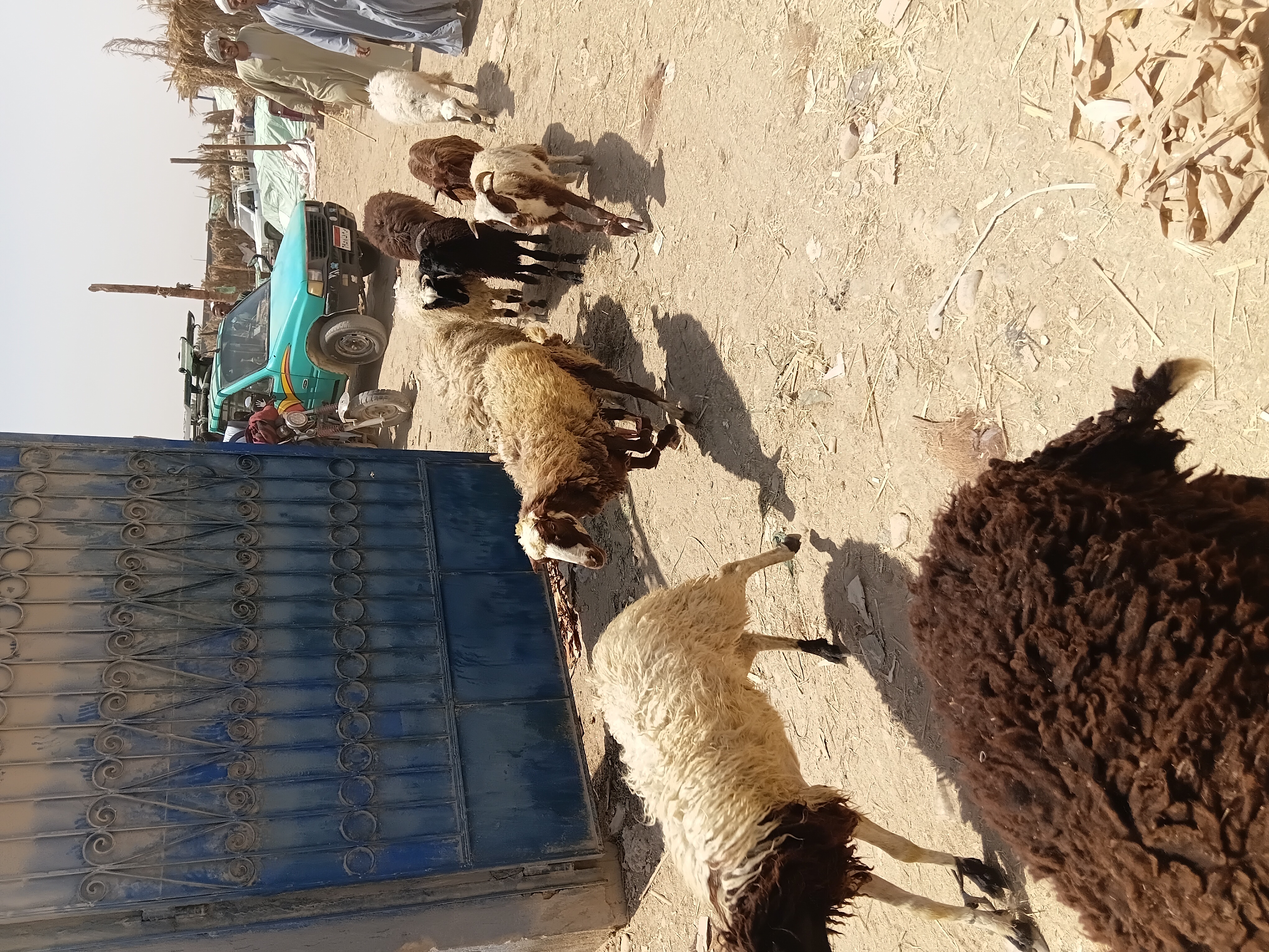 ضخ أعداد كبيرة 
