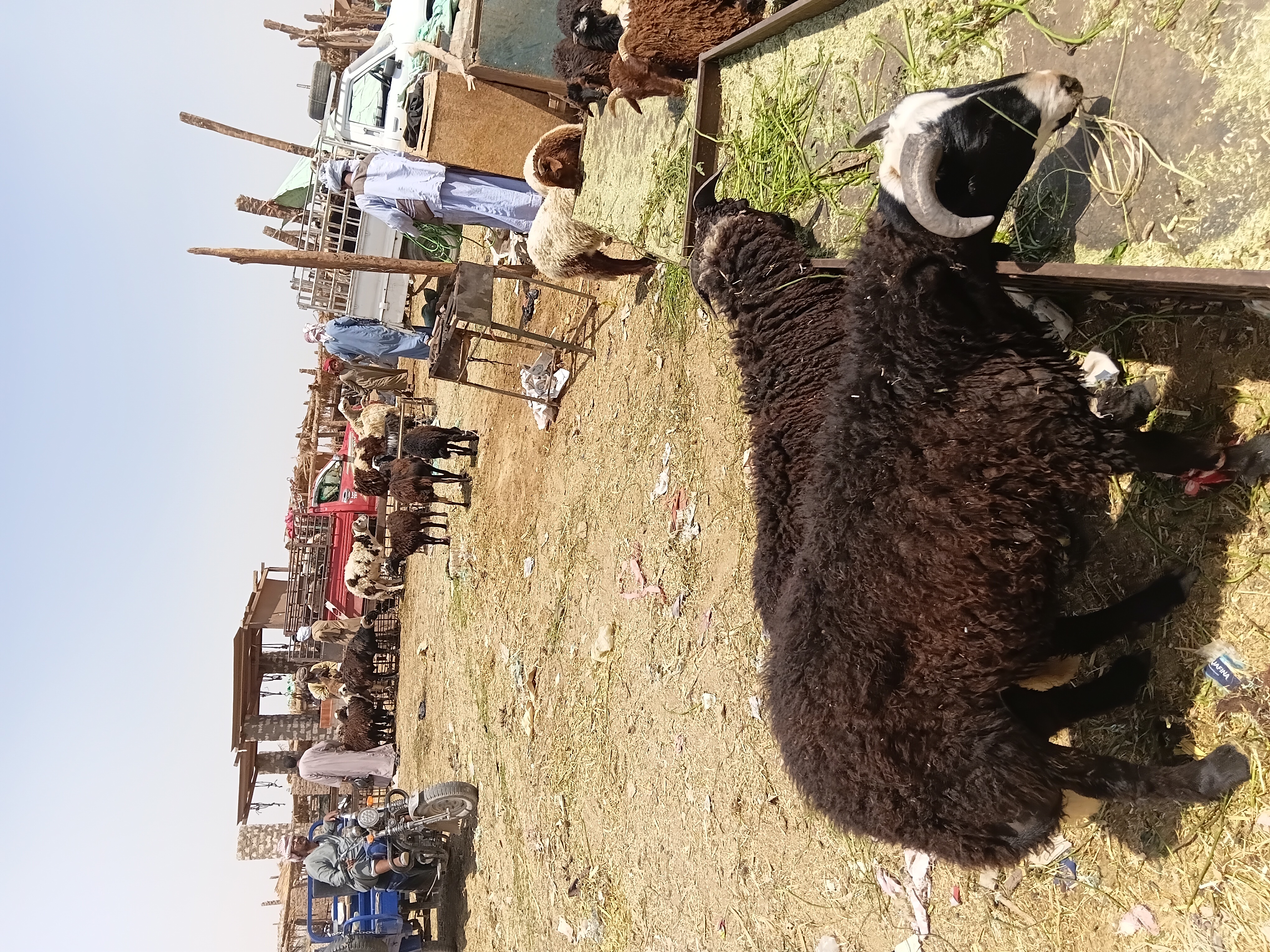 خراف وأغنام