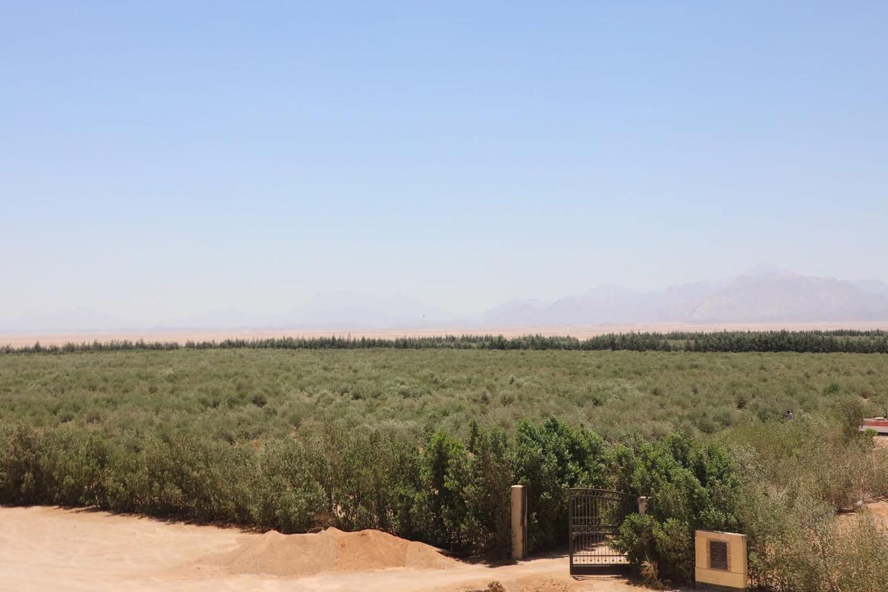 زراعة الجوجوبا فى صحراء الغردقة 