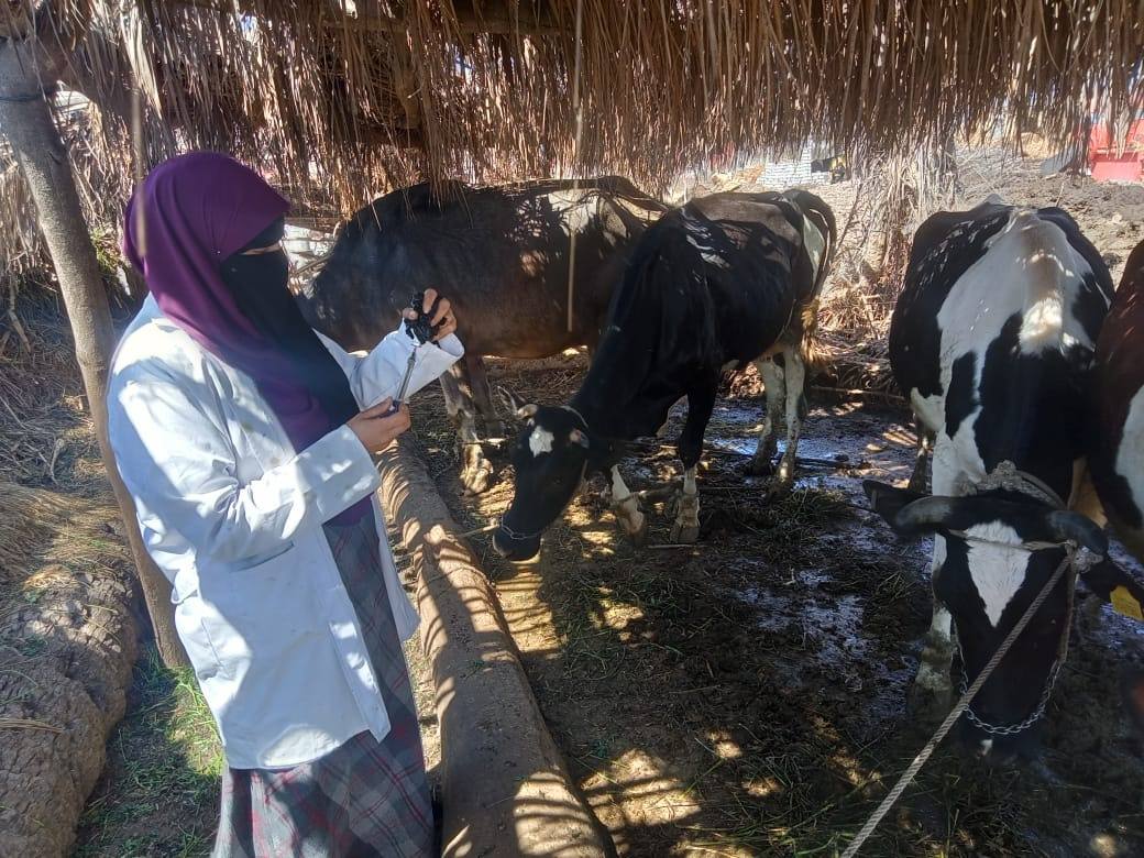 تحصين الماشية بقرى كفر الشيخ