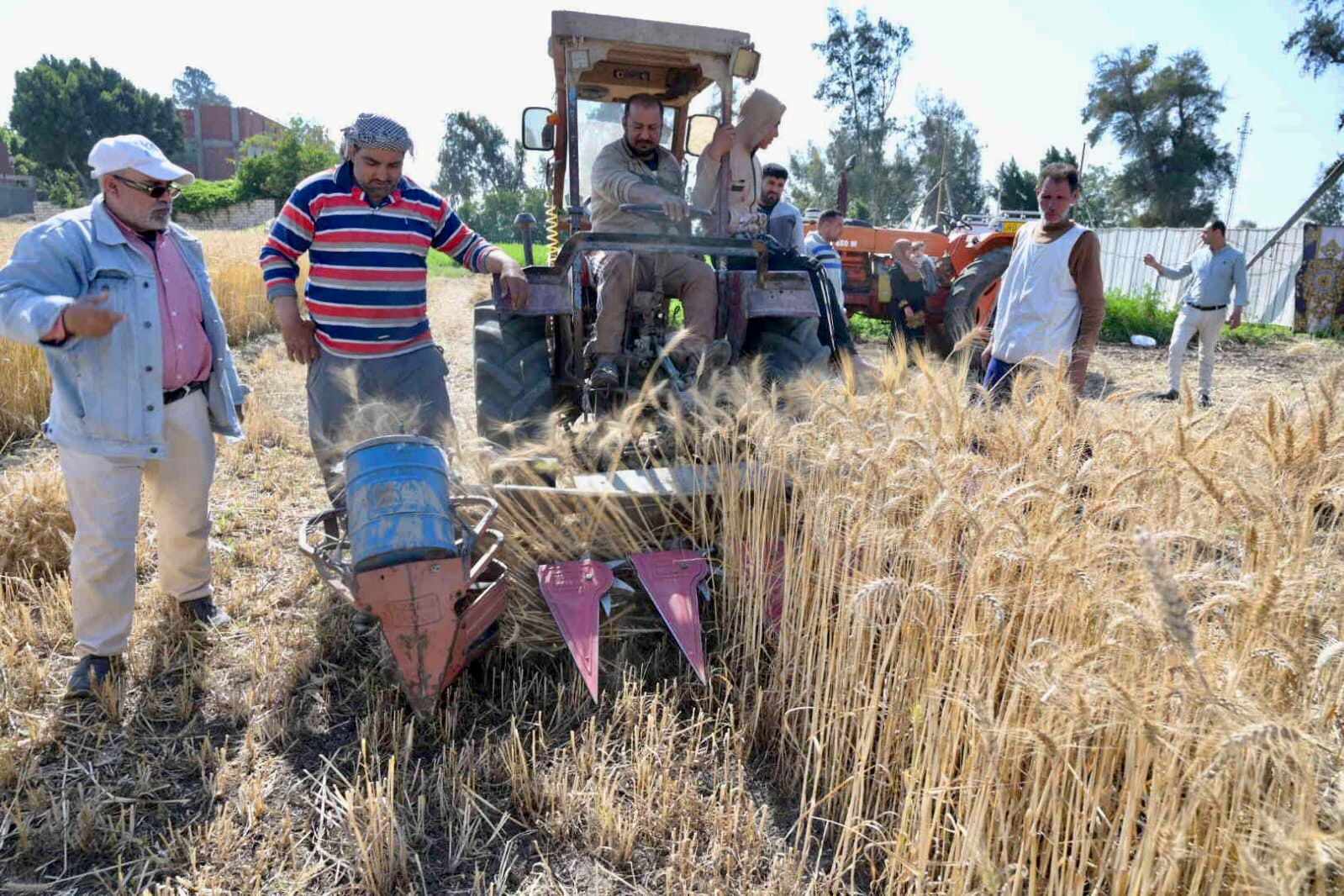 فرحة المزارعين بحصاد القمح