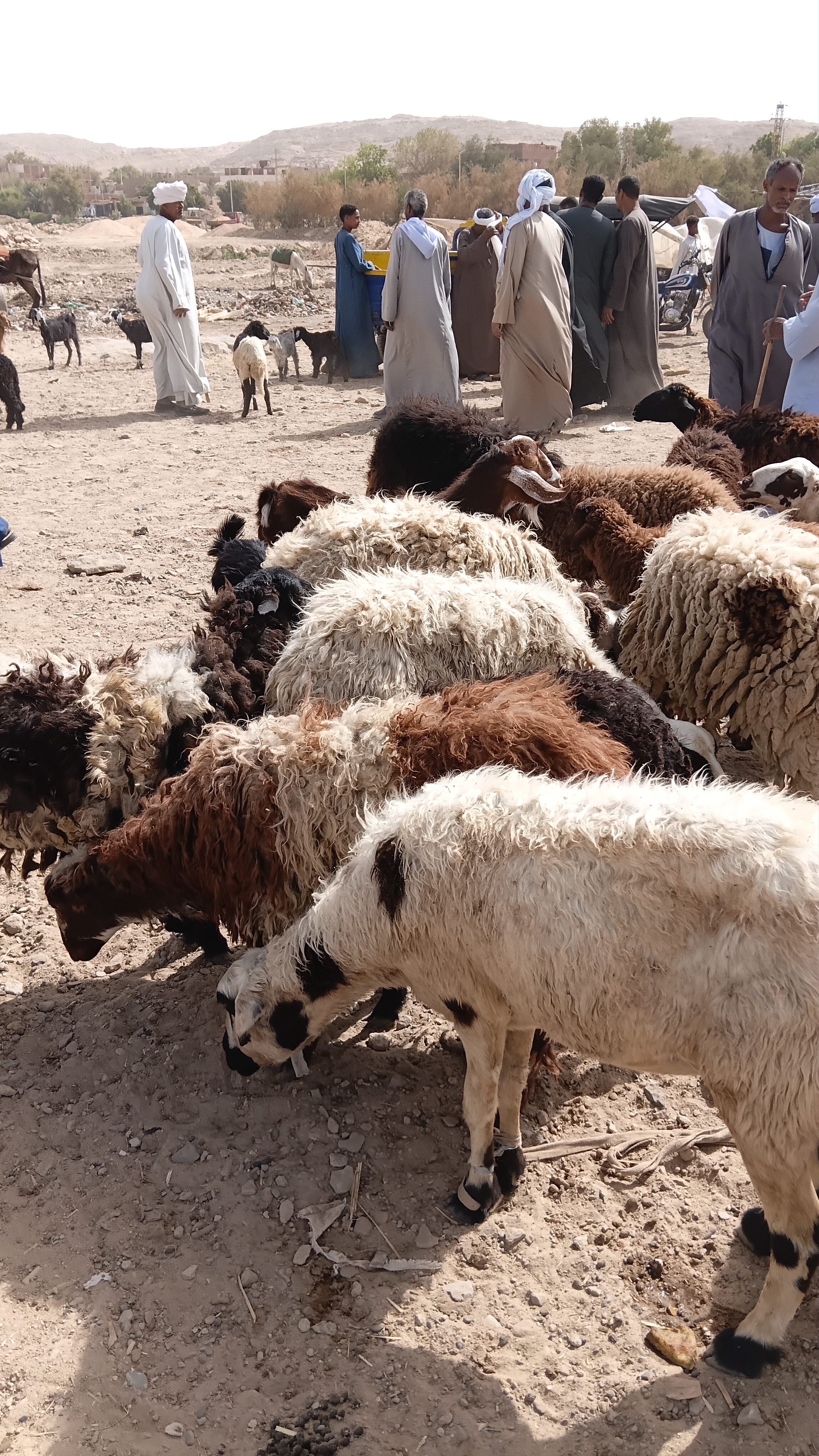 خراف معروضة
