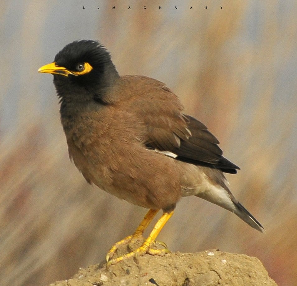طائر المنيا الهندى