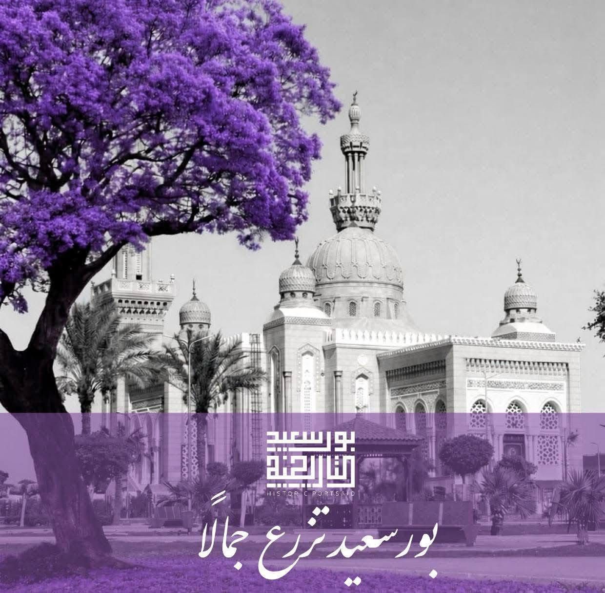 بورسعيد تزرع جمالا