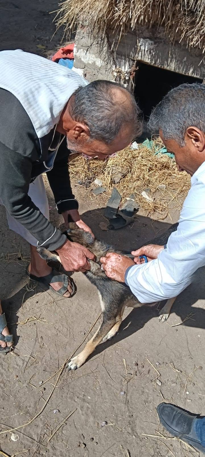 تحصين كلب بفوه