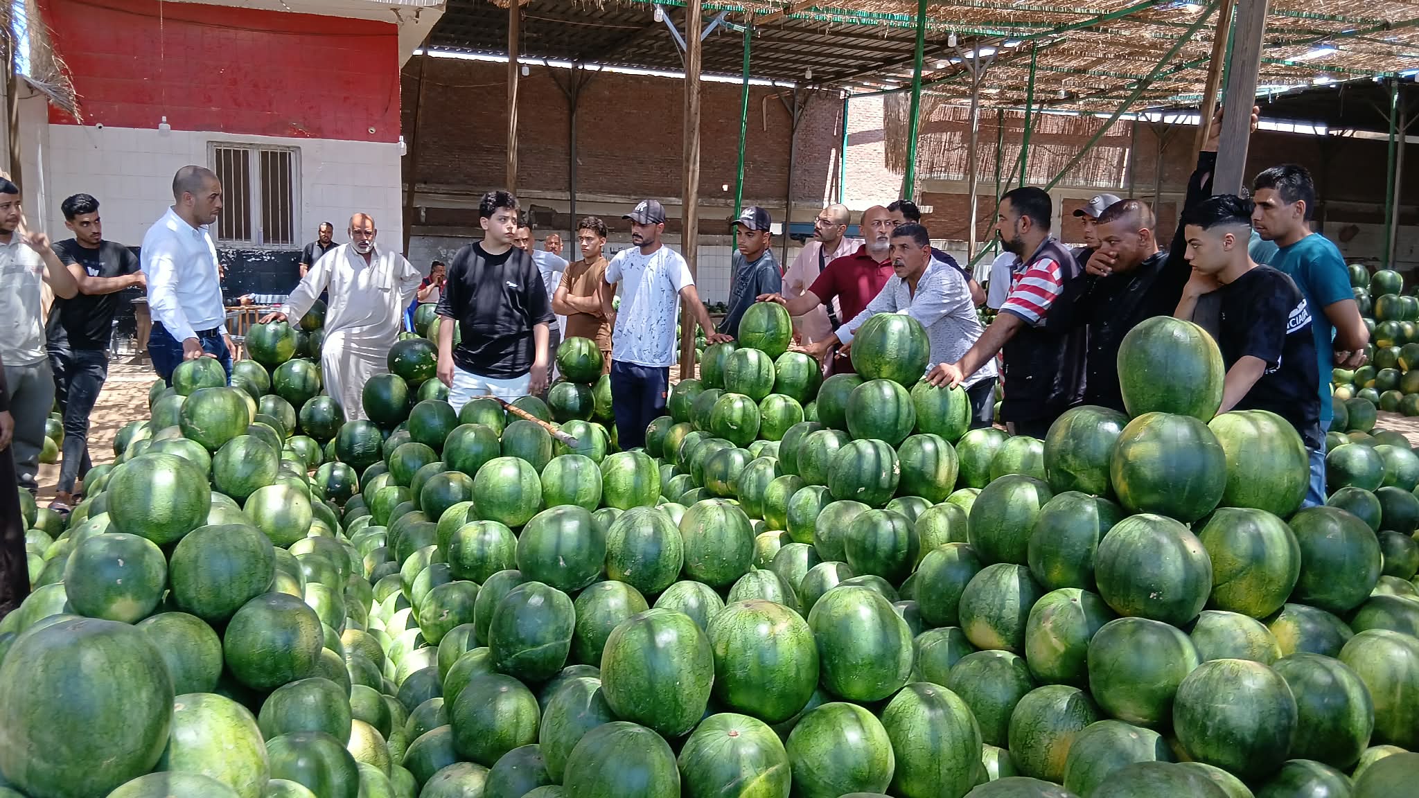 مزاد بيع البطيخ في الإسكندرية مزاد بيع البطيخ في الإسكندرية