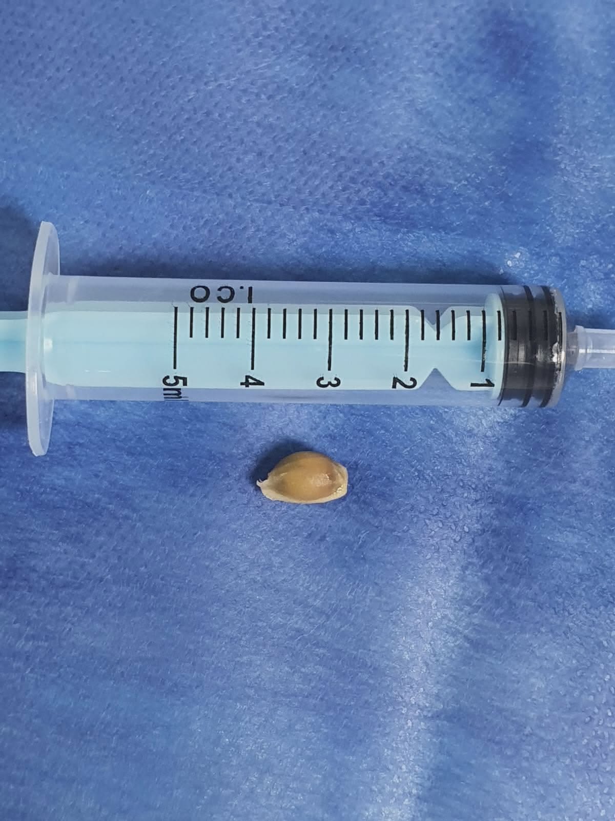 استخراج بذرة يوسفي