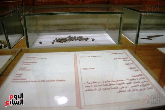 بذور وعينات
