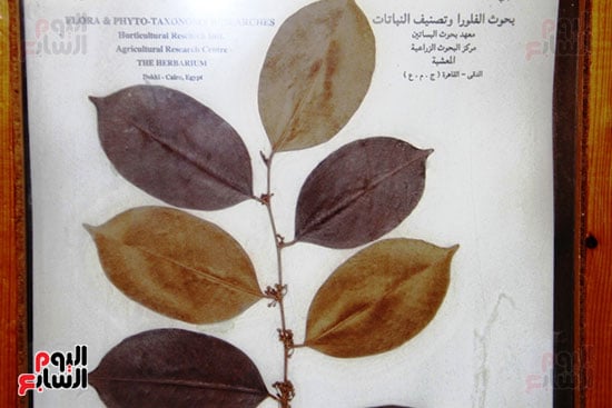 صور تفصيلية للنباتات