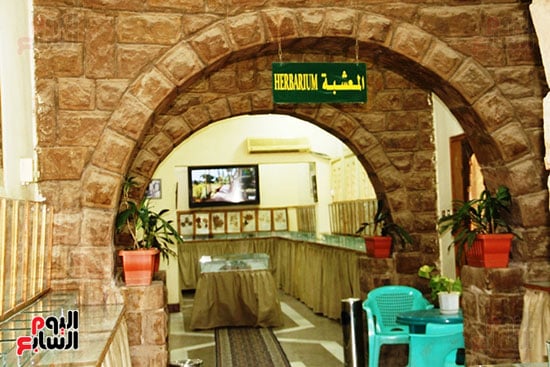 المعشبة