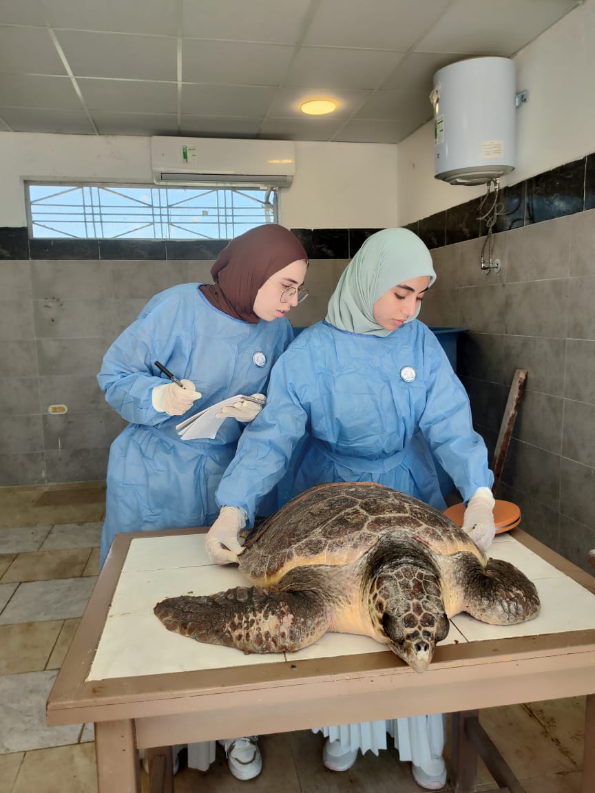 باحثين مركز اشتوم الجميل