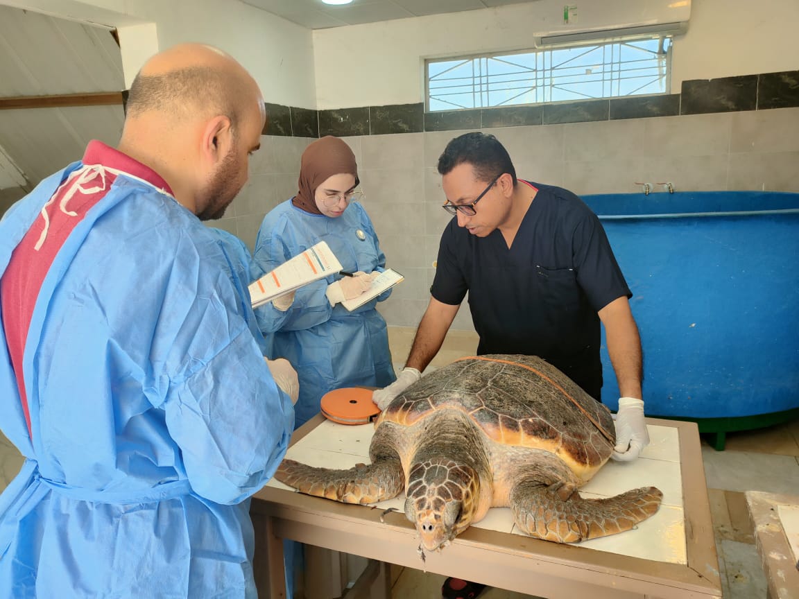 عملية التكويد للسلاحف