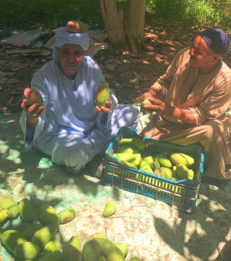 فرحة مزارع بدخول موسم حصاد المانجا