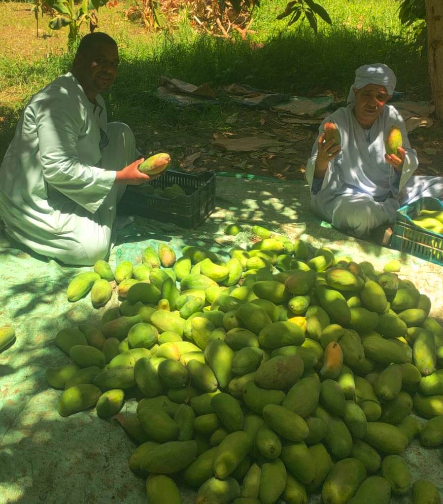 جانب من العمل فى موسم حصاد المانجا بالأقصر