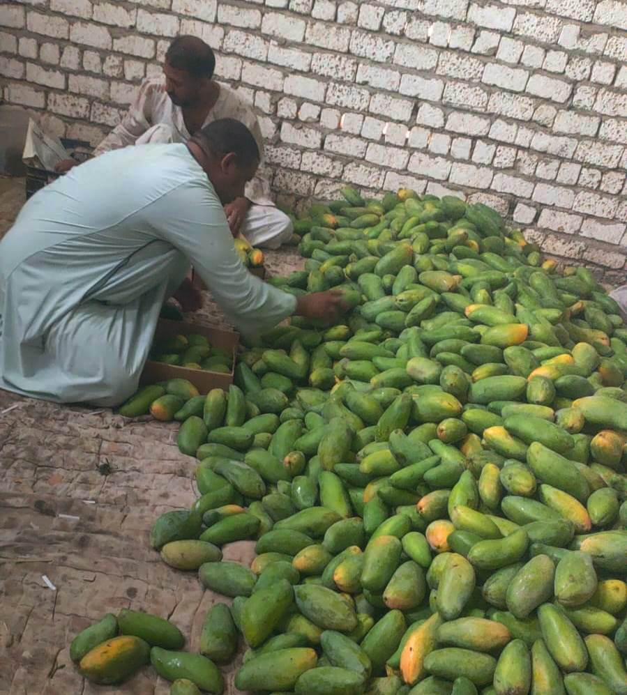 جانب من العمل فى موسم حصاد المانجا