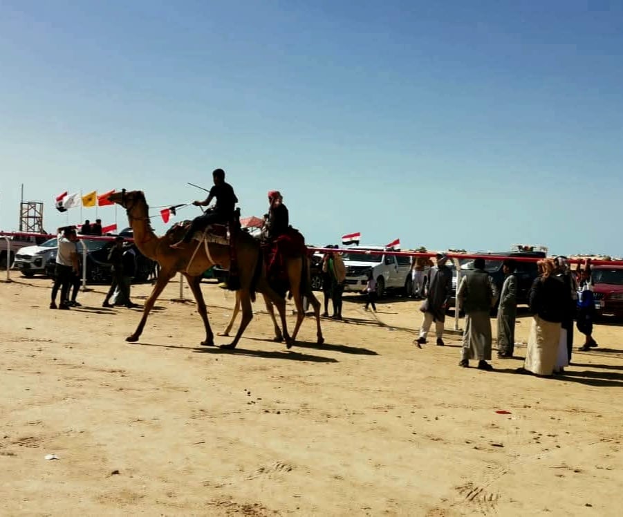 نادى الهجن الدولى بالوادى الجديد نادى الهجن الدولى بالوادى الجديد