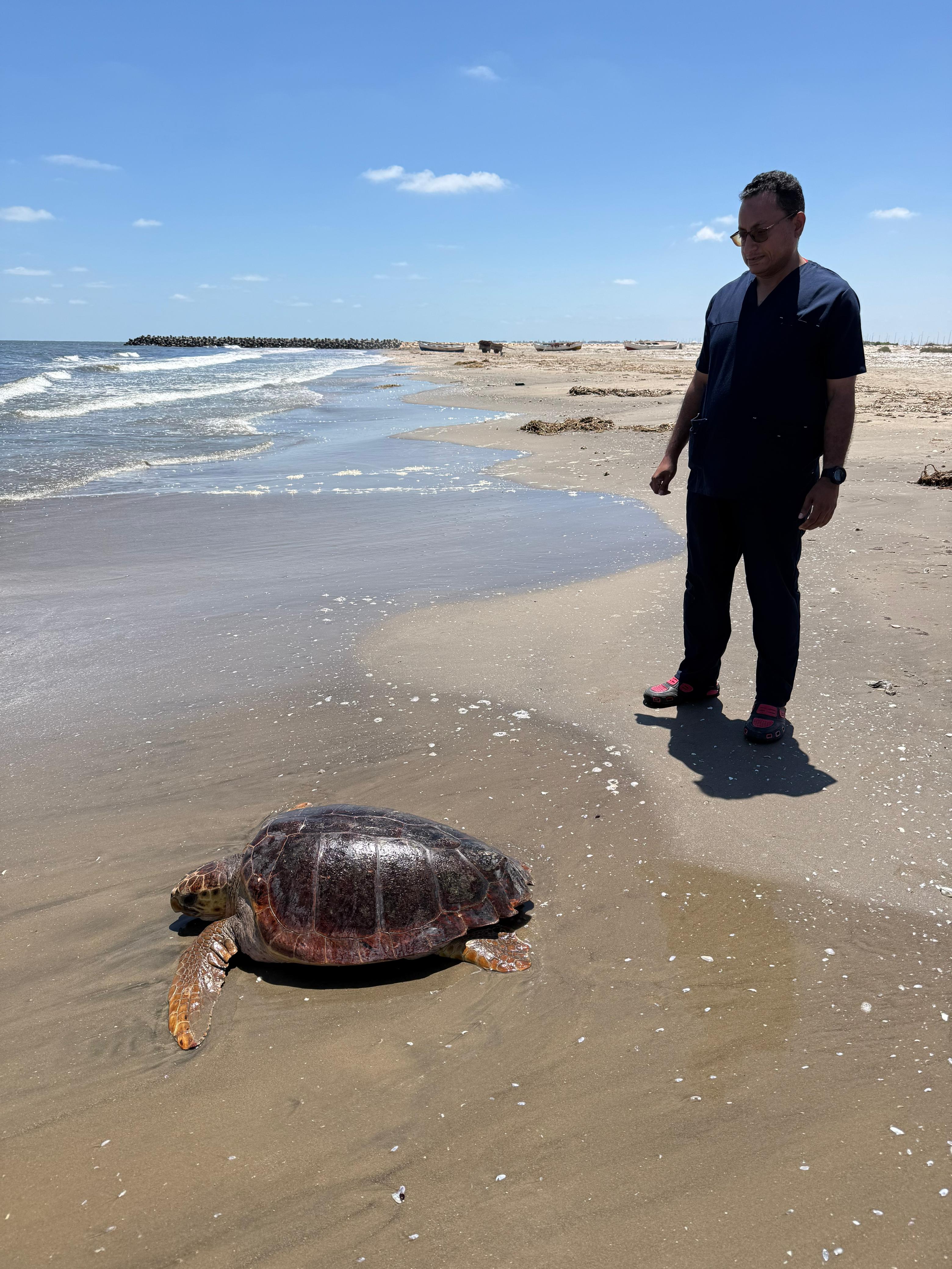 اطلاق السحلاف بالبحر المتوسط