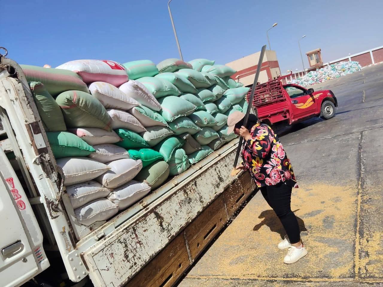 أثناء معايرة درجة نقاء القمح