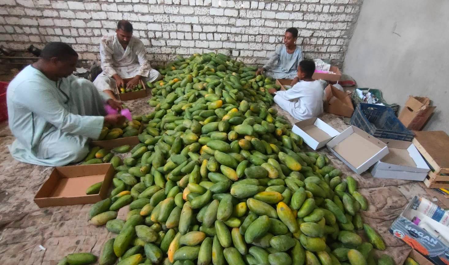 جبال المانجا الصديقة جاهزة للطرح فى الأسواق