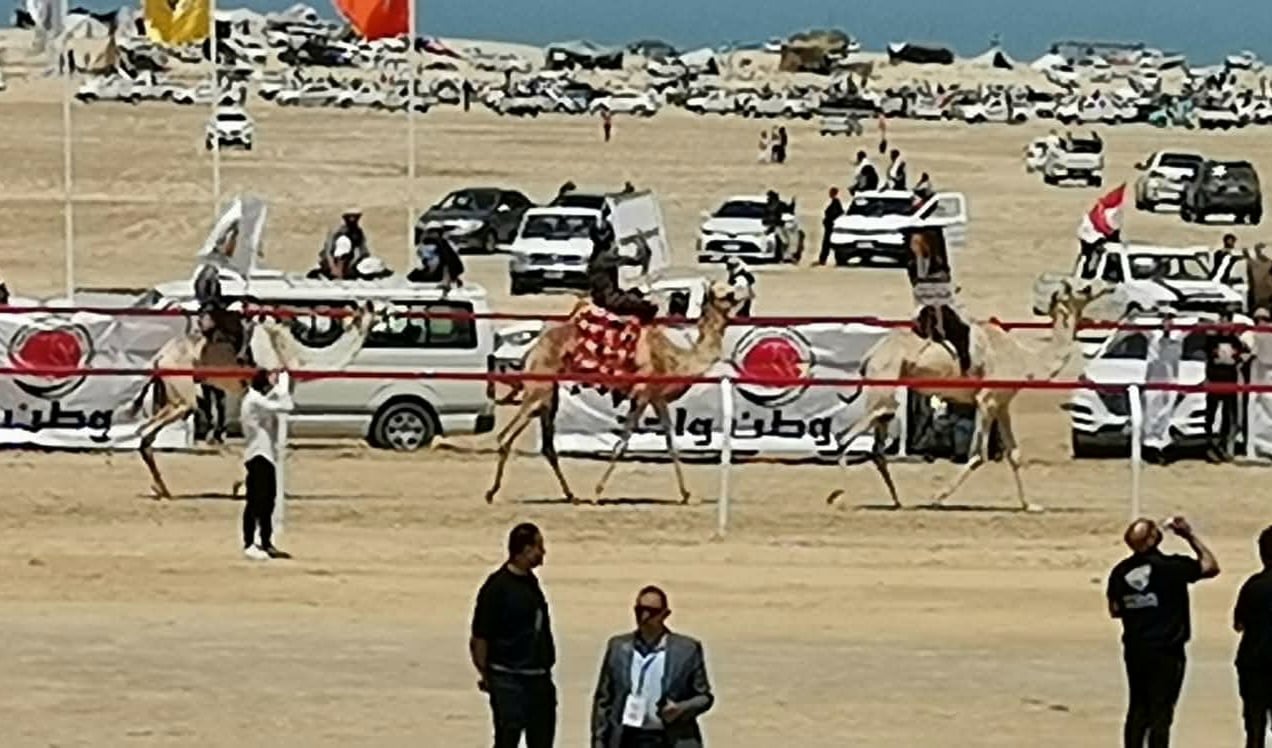 احد سباقات الهجن الدولية بالوادى الجديد احد سباقات الهجن الدولية بالوادى الجديد