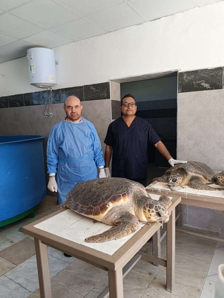 خلال عملية الانقاذ للسلاحف