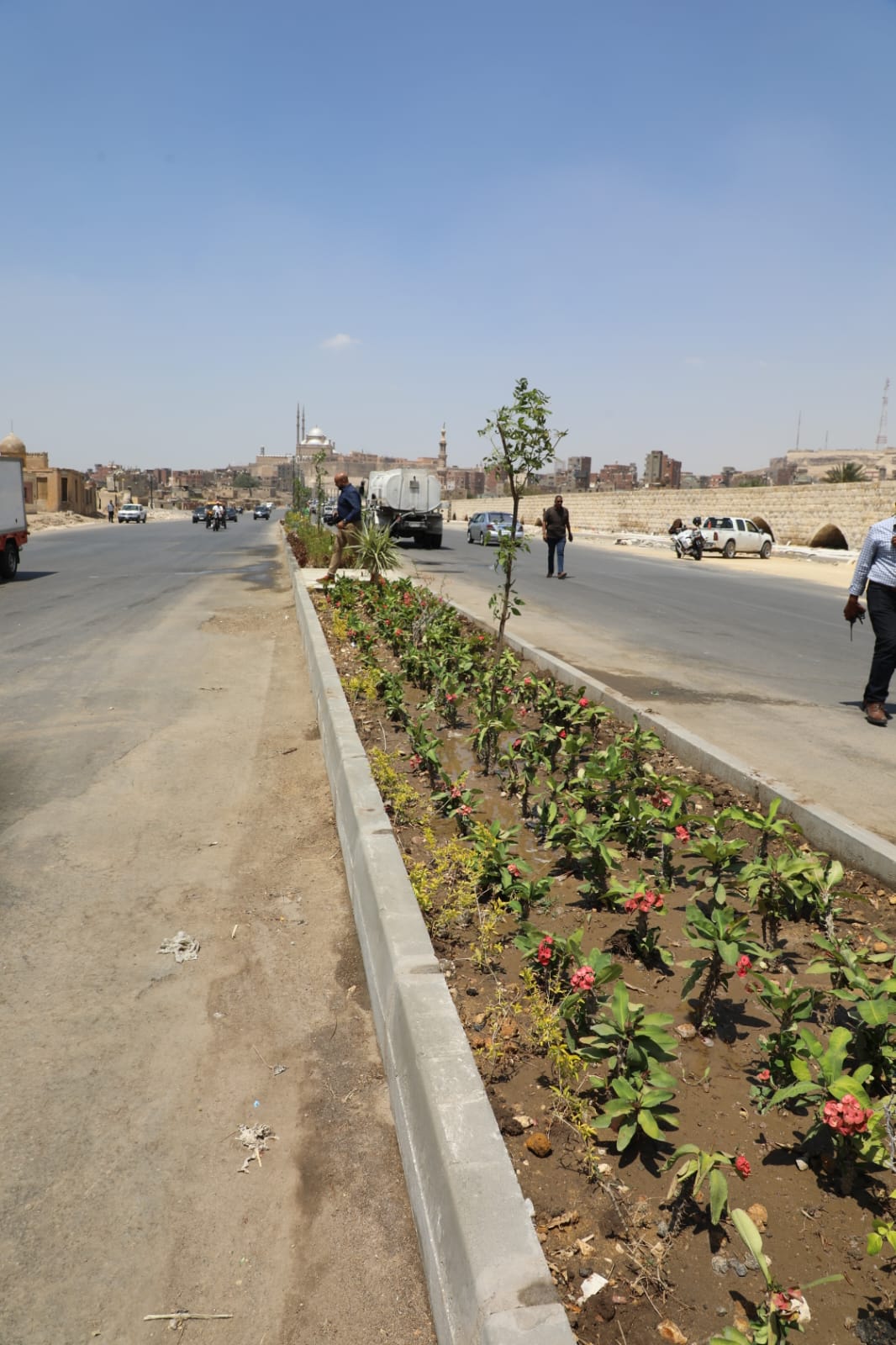زراعة مسطحات خضراء