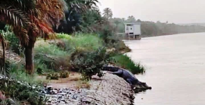 صور متداولة لظهور تمساح