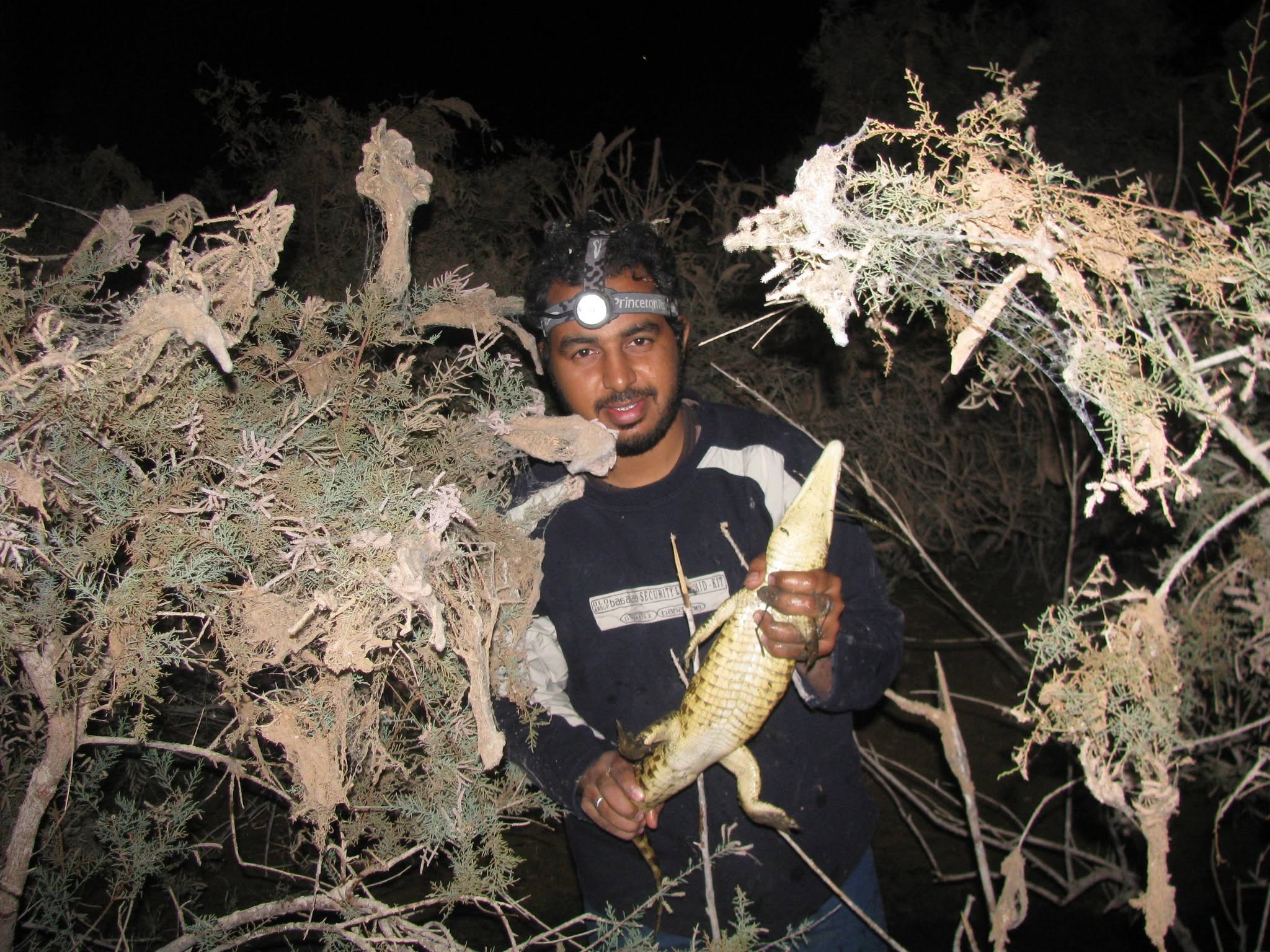 عملية صيد التماسيح