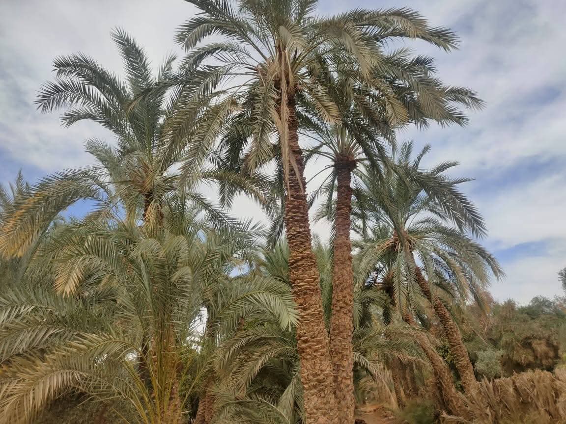 الاستعداد لموسم التمور بالوادى الجديد